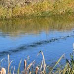 1 octobre 2023 2:00-4:00 PM CT : SYP Winnipeg : Nettoyage de la Seine