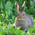 Aug 25, 2026: SYP Toronto: Community Cleanup & Networking