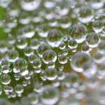 23 avril 2026 : Webinaire et assemblée générale annuelle de la section d'Atlanta